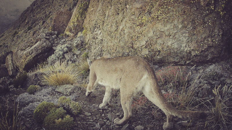Puma en cámara trampa