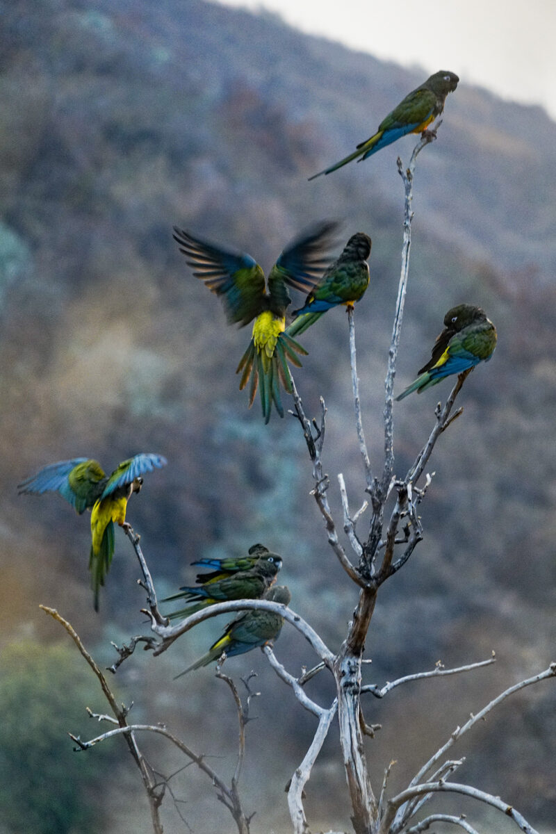 Tricahues en vuelo
