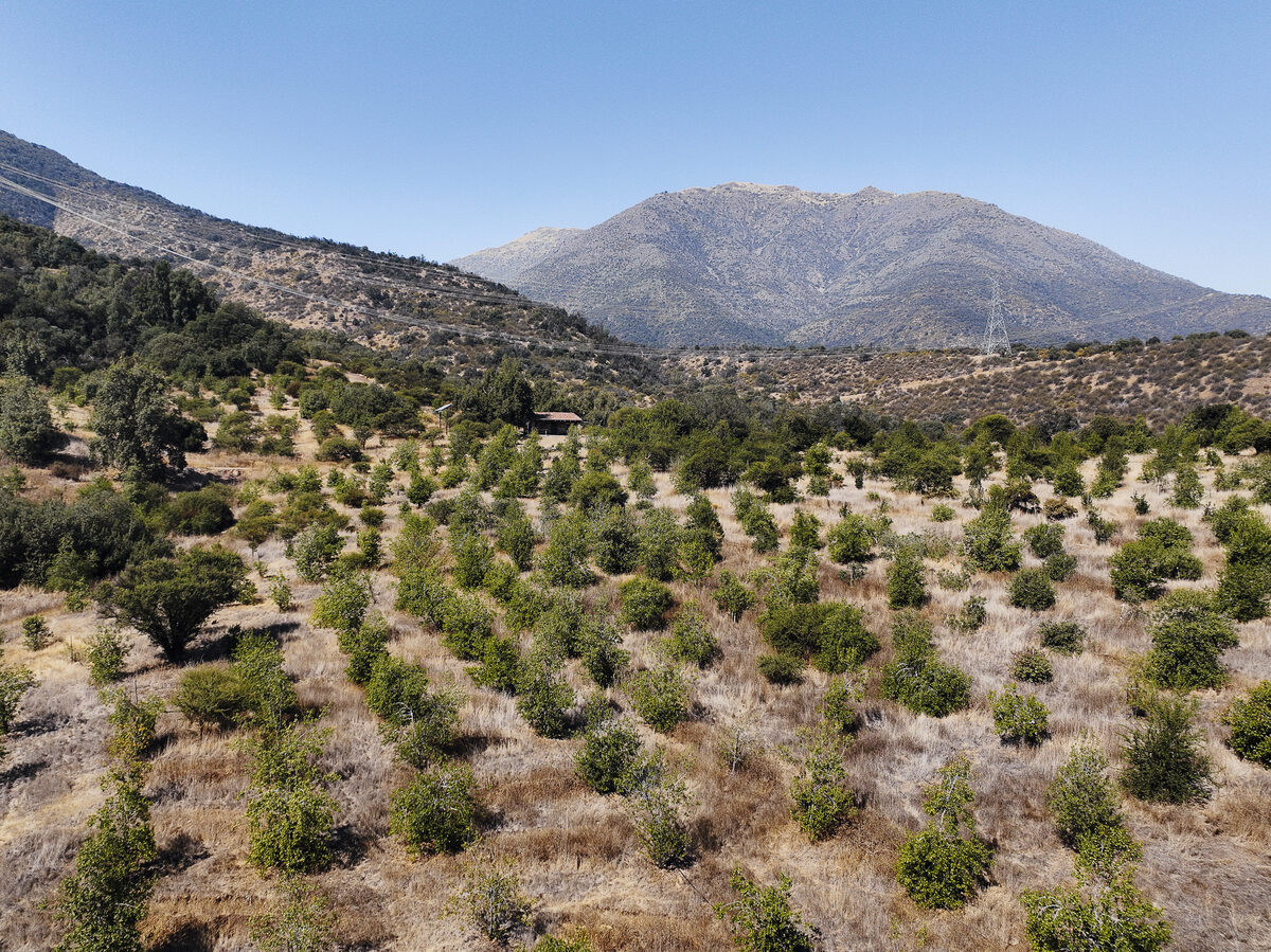 Sector de reforestación